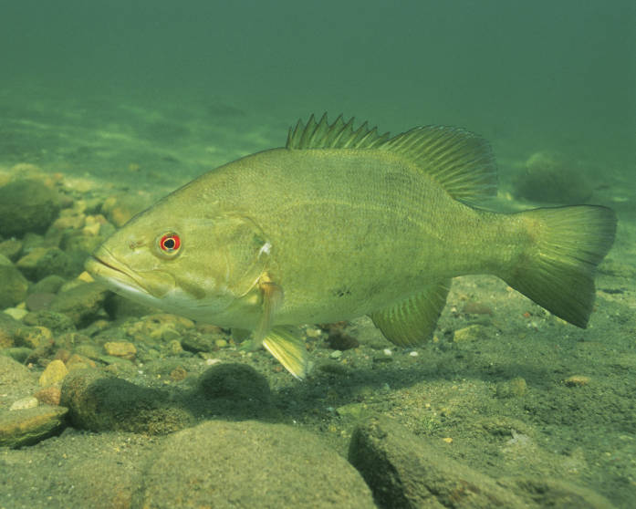 A smallmouth bass